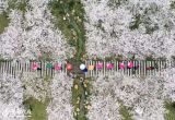 合肥海棠花海_风景图片