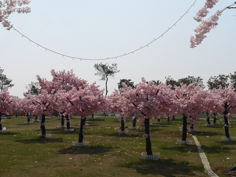 半岛花溪图片