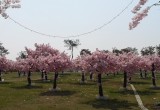 半岛花溪乐园_风景图片