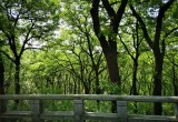 紫蓬山国家森林公园_风景图片