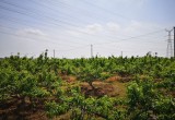 合肥百香果采摘基地_风景图片