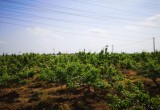 合肥百香果采摘基地_风景图片