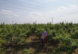 合肥百香果采摘基地_风景图片