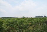 陶楼桃花源_风景图片