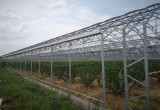 陶楼桃花源_风景图片