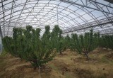 陶楼桃花源_风景图片