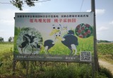 陶楼桃花源_风景图片