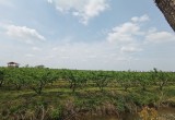 陶楼桃花源_风景图片