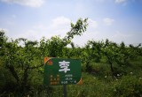 安徽百果香生态农庄_风景图片
