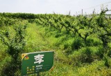 安徽百果香生态农庄_风景图片