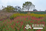 小团山香草农庄_风景图片